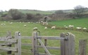 Schapen