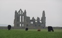Whitby Abbey