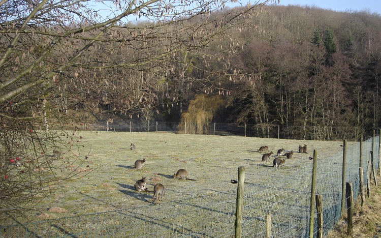 Kangoeroes in de Ardennen?