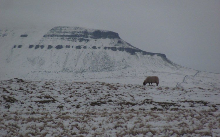 Een schaap met Pen-y-ghent in de achtergrond