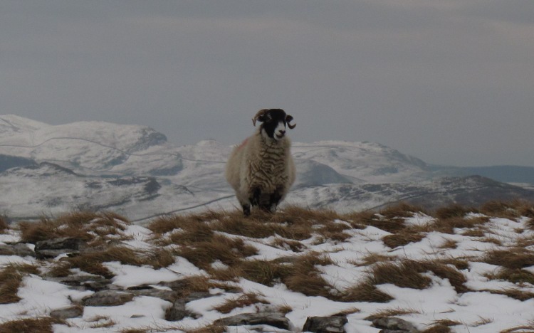 Nog een schaap