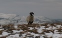 Nog een schaap