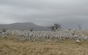 Southerscales Scars