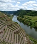 Mosel